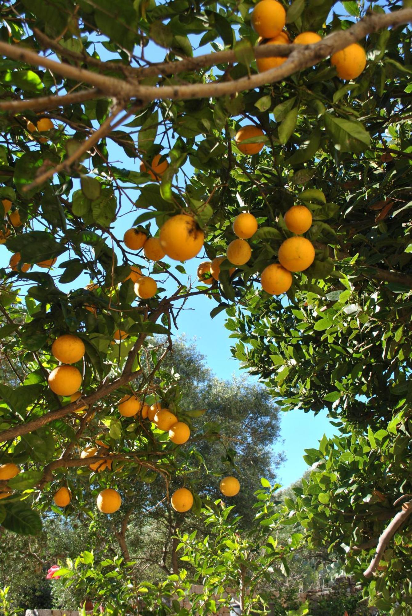 Il Giardino Di Tatiana Rooms & Breakfast La Maddalena  Pokoj fotografie